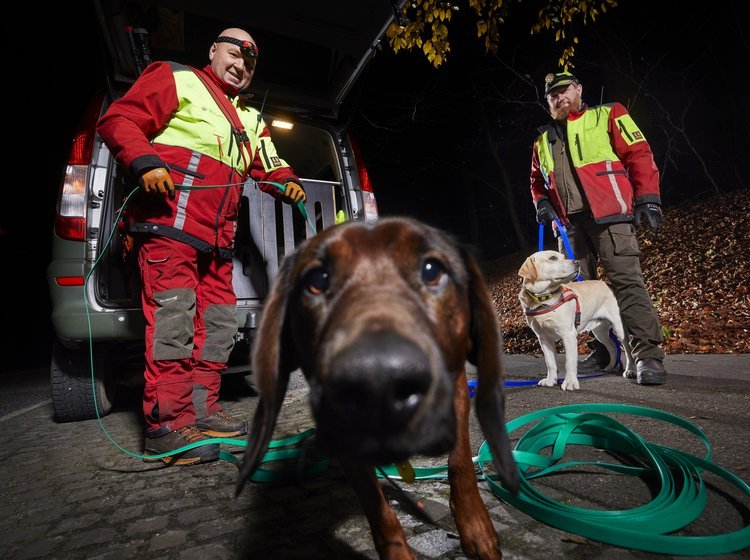 En hund efter påkørte dyr