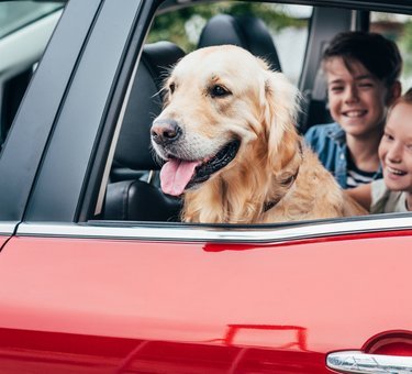FDM hundeforsikring