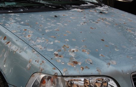 Fugleklatter på bilen.